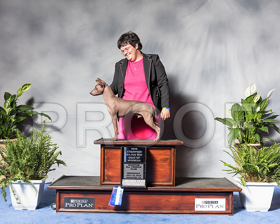 American Hairless Terrier #21 Wed BOS Rachel TownsendSSR_3580Hstn2018-HR3