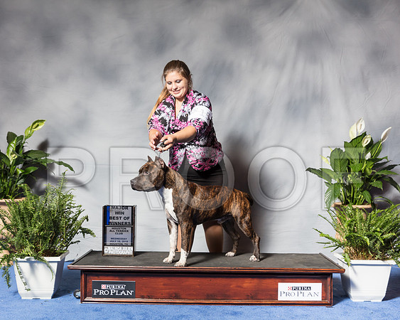 American Staffordshire Terrier #15 Wed BOW Maj Bisignano Fabio Judge Joa MachadoSSR_3567Hstn2018-HR3