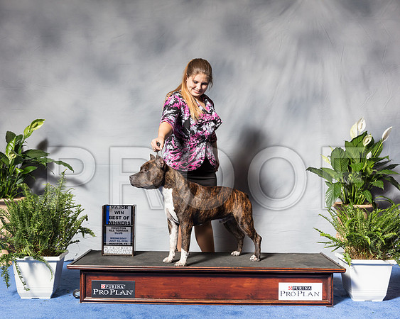 American Staffordshire Terrier #15 Wed BOW Maj Bisignano Fabio Judge Joa MachadoSSR_3570Hstn2018-HR3