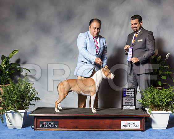 American Staffordshire Terrier #22 Wed WB NCh Lorenzana Juan Antonio Burillo Judge Joao MachadoSSR_3688Hstn2018-HR3