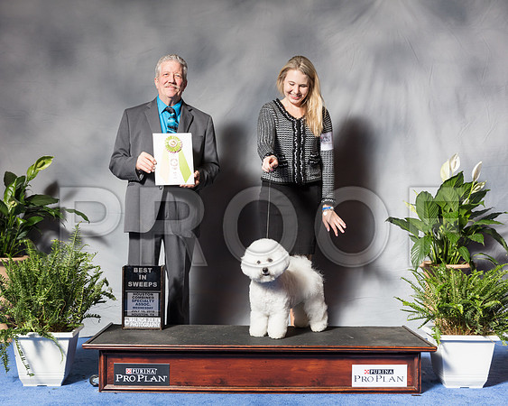 Bichon Frise #6 Wed BSweepsCole C S Sommer Judge Robert SteinSSR_3714Hstn2018-HR3