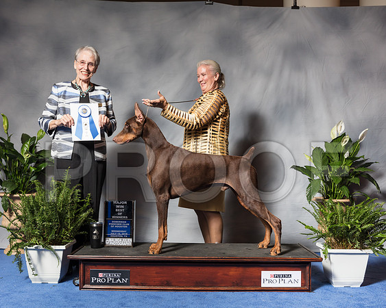 Doberman Pinscher #35 Wed BOW Maj Marshall Tina Michelle Dyson Marshall Stubbs Judge Bridget BrownSSR_3466Hstn2018-HR3