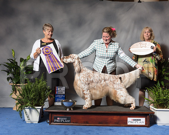 Englis Setter #7 Web BOB BISS Warren Jill Jennifer Necker Judge Penny DisienaSSR_3544Hstn2018-HR3