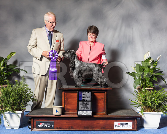 English Cocker Spaniel #19 Wed WD NCh Pearson Nancy Deborah Mauterer Judge Kurt AndersonSSR_3646Hstn2018-HR3