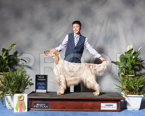 English Setter #J12 Wed BJr Flint Thelma Judge Penney DisienaSSR_3585Hstn2018-HR3