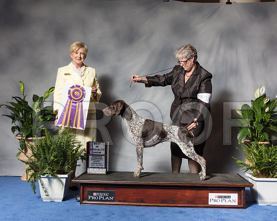 German Shorthaired Pointer #16 BOB BISS Swensson Carlene Marina Renee Lara DVM Judge Charlotte PattersonSSR_3526Hstn2018-HR3