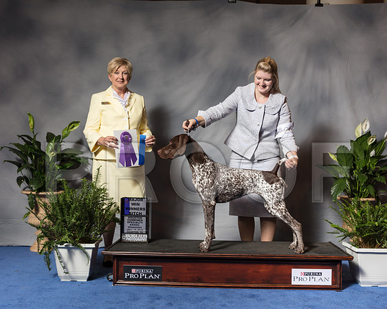German Shorthaired Pointer #26 Wed WB Maj Sharon Veeder Judge Charlotte PattersonSSR_3529Hstn2018-HR3