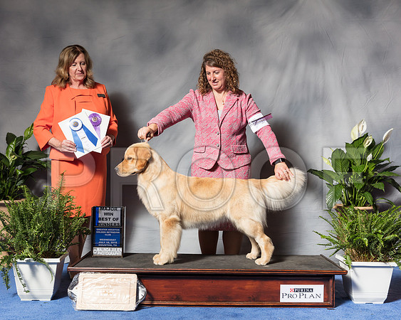 Golden Retriever #28 Wed BOW Maj Lyons Kristin Judge Barbara BrownSSR_3607Hstn2018-HR3