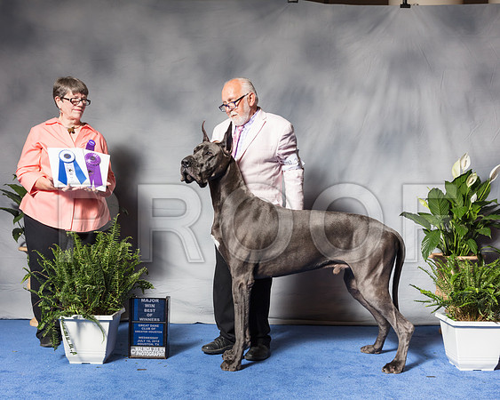 Great Dane #19 Wed BOW Maj Albrecht Dana Judge Kay WatsSSR_3498Hstn2018-HR3