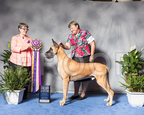 Great Dane #7 Web BOB BISS Neet C Gill Rieker Cain Judge Kay WatsSSR_3508Hstn2018-HR3