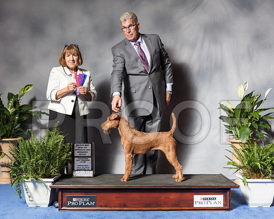 Irish Terrier #12 Wed WB BOS Bradford Andrea Donnal Hills Judge April ClydeSSR_3858Hstn2018-HR3