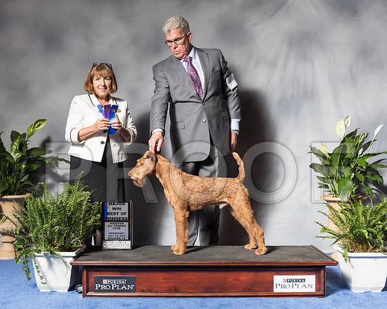 Irish Terrier #7 Wed BOW Maj McDaniel Robert Judge April ClydeSSR_3854Hstn2018-HR3