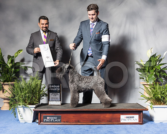 Kerry Blue Terrier #10 Wed G4 Paula Fox Judge Joao Machado Agent Matias MatoSSR_3904Hstn2018-HR3
