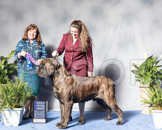 Mastiff #25 Wed WD Everett Susann Judge Anne Marie Taylor Agent Collette LivingstonSSR_3766Hstn2018-HR3