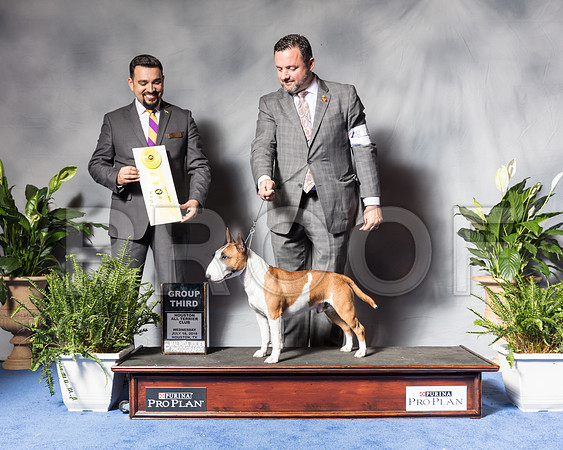 Miniature Bull Terrier #9 Wed G3 Baldridge Cedar Judge Joao Machado Agent Clint LivingstonSSR_3898Hstn2018-HR3