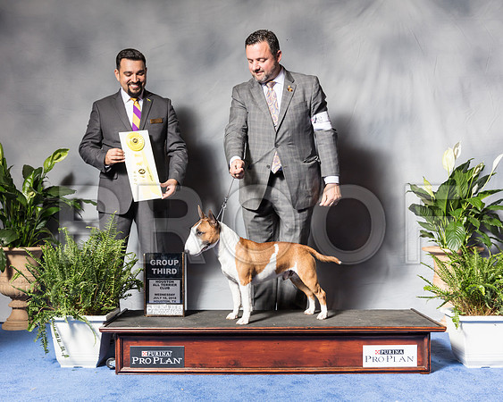 Miniature Bull Terrier #9 Wed G3 Baldridge Cedar Judge Joao Machado Agent Clint LivingstonSSR_3899Hstn2018-HR3