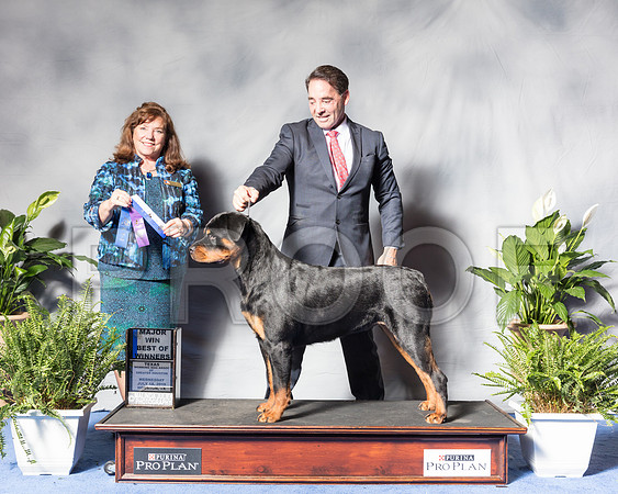 Rottweiler #26 Wed BOW Ritzke Carol Judge Anne Marie Taylor Agent Perry PaysonSSR_3677Hstn2018-HR3
