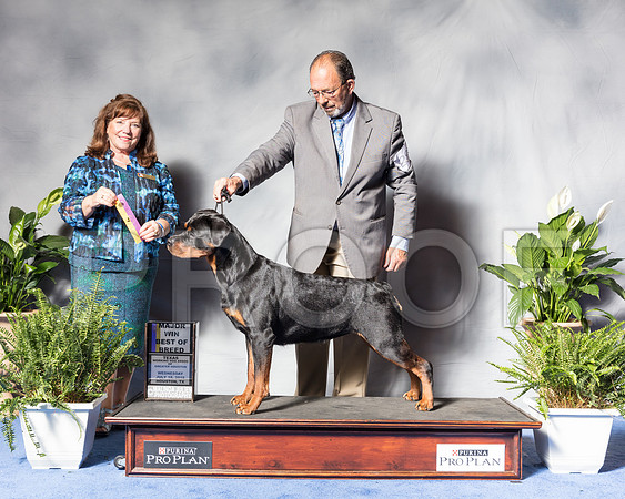 Rottweiler #28 Wed BOB Maj Elmore Kathleen Judge Ann Marie TaylorSSR_3591Hstn2018-HR3