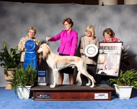 Saluki #5 Wed G1 BIS Thornton Gerry Lori May Judge Judith Brown