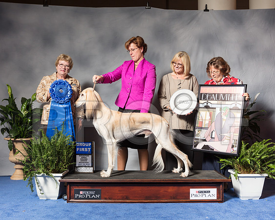 Saluki #5 Wed G1 BIS Thornton Gerry Lori May Judge Judith BrownSSR_3812Hstn2018-HR3