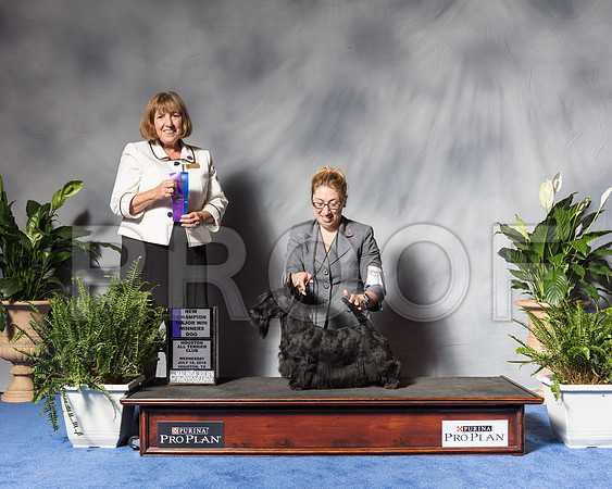 Scottish Terrier #11 Wed WD Maj NCh Huber Vandra Michael Krolewski Judge April ClydeSSR_3910Hstn2018-HR3
