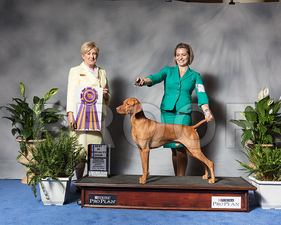 Vizsla #17 Wed BOB BISS Grant Mary David Hertzel Susan Mulley Judge Charlotte PattersonSSR_3520Hstn2018-HR3