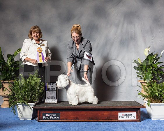 West Highland White Terrier #19 Wed BOB Jaruthavee Phavida Fresk Askin Judge April ClydeSSR_3890Hstn2018-HR3