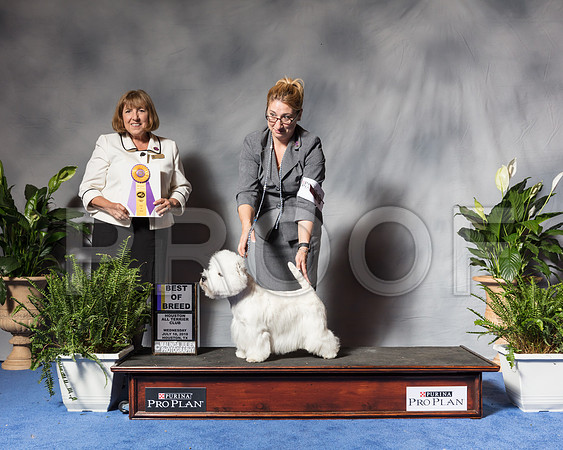 West Highland White Terrier #19 Wed BOB Jaruthavee Phavida Fresk Askin Judge April ClydeSSR_3892Hstn2018-HR3