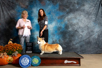 Pembroke Welsh Corgi #7 Sat G4 Judge Lisa Graser