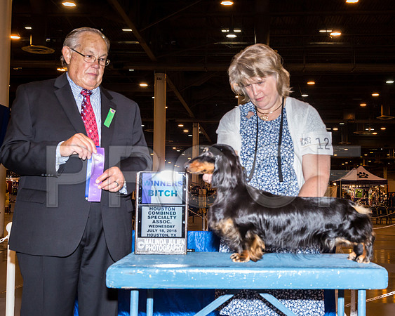 Dachshunds Longhaired  #12 Wed WB Arnold Sandy Sophie Tremblay Judge John Wade _JJ_5023-Hstn2018-HR3