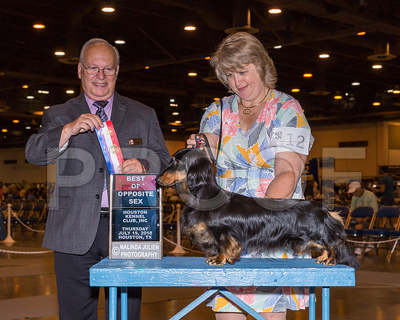 Dachshund Longhaired #12 Thurs BOS Arnold Sandy Sophie Tremblay Judge Sidney Marx_CL_7523-Hstn2018-HR3