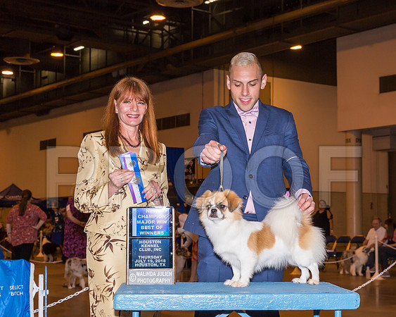 Tibetan Spaniel #14 Thurs BOW Maj NCh Sutton Kathy Chase Waddell Judge Linda Hurlebaus_CL_7513-Hstn2018-HR3