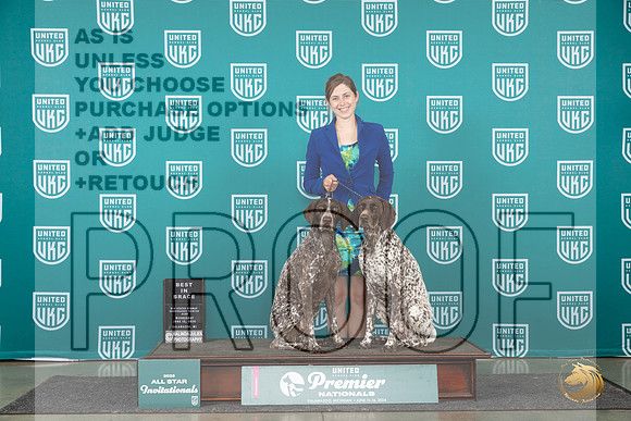 German Shorthaired Pointer #771 Wed Brace Judge Jeanne Heger__JP_2355_Premier_2024_HR3