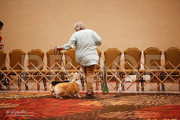 _JJ_7772-HstnCorgiFeb2015-HR3
