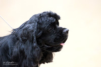 Cocker Spaniel Black Sun Big Spring May 2012