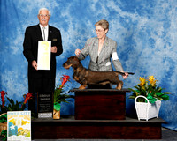 Dachshunds Wirehaired #5 Fri G3 Ray Shirley & James Sakoda & Maria Sakoda Agent Cheri Koppenhaver Judge Charles Trotter