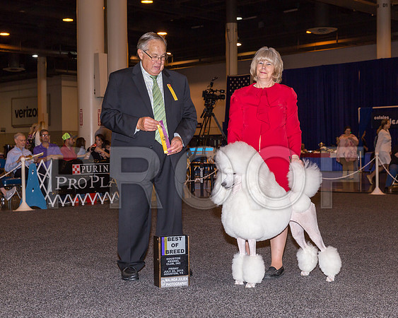 Poodle Standard #20 Fri BOB Whitley saundra Elizabeth Brown Judge John Wade_CL_7603-Hstn2018-HR3
