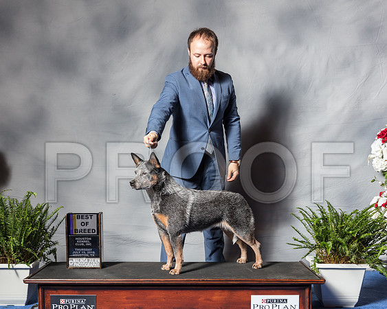 Australian Cattle Dog #12 Thur BOB Hall Vicki Stephanie Seabrook Hedgepath-SSR_4483-Hstn2018