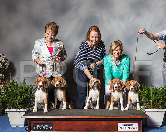 Beagle #21 PUPPIES!-SSR_4184-Hstn2018