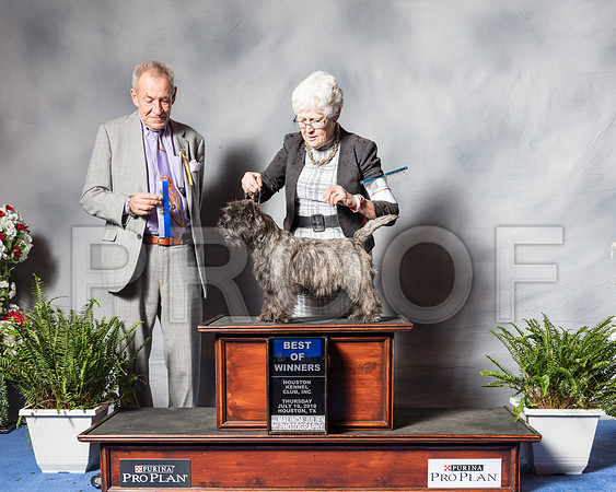 Cairn Terrier #7 Thurs BOW Annette McDonald Judge Desmond Murphy -SSR_4161-Hstn2018