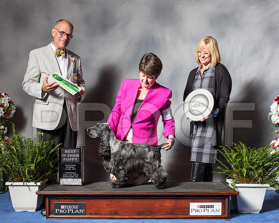 English Cocker Spaniel #19 Thur BPuppy Pearson Nancy Deborah Mauterer DVM Judge Luis Sosa-SSR_4438-Hstn2018