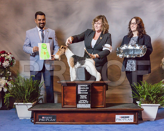 Fox Terrier Wire #6 Thur OHG2 Campbell cara Judge Jaoa Machado-SSR_4327-Hstn2018