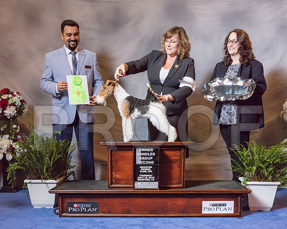 Fox Terrier Wire #6 Thur OHG2 Campbell cara Judge Jaoa Machado-SSR_4329-Hstn2018