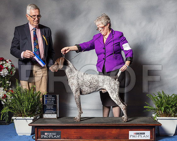 German Shorthaired Pointer #25 Thurs BOW NCh Lester Jose Vasquez Ann Claire Judge Lewis Bayne-SSR_4143-Hstn2018