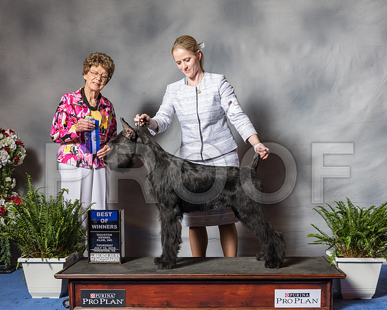 Giant Schnauzer #9 Thurs WD BOW Reed Holly Chris Laurie Mason Mike Judge Patricia Trotter Agent Alfonso Escobedo-SSR_4171-Hstn2018