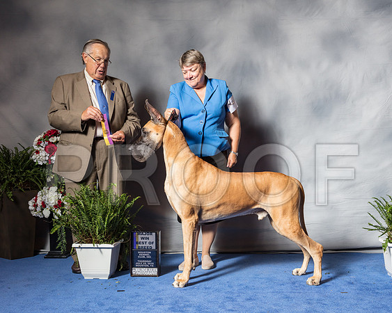 Great Dane #7 Thurs BOB Maj Neet C Judge John Wade-SSR_4205-Hstn2018