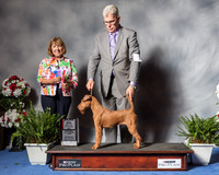 Irish Terrier #12 WED BOS Maj Bradford Andrea Donna Mills Judge April Clyde