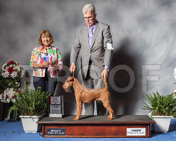 Irish Terrier #12 WED BOS Maj Bradford Andrea Donna Mills Judge April Clyde-SSR_4556-Hstn2018