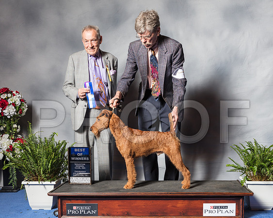 Irish Terrier #5 Thurs BOW Vance Griffin Ellis West Judge Desmond Murphy-SSR_4167-Hstn2018