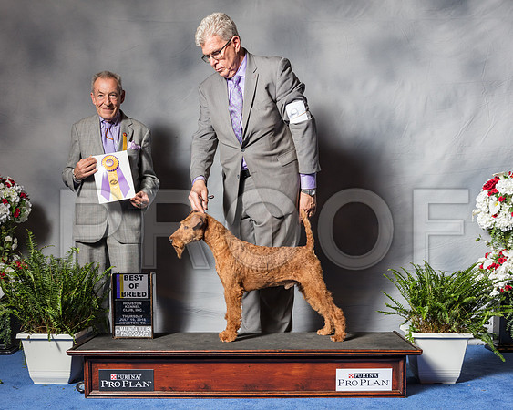 Irish Terrier #9 Thur BOB Bradford Andrea Donna Mills Judge Desmond Murphy-SSR_4527-Hstn2018